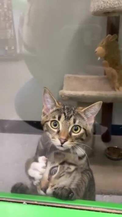 Give the other cat a chance!