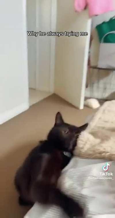 A peaceful cat chooses violence