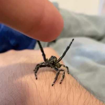 Spoink is addicted to the upsies ❤️