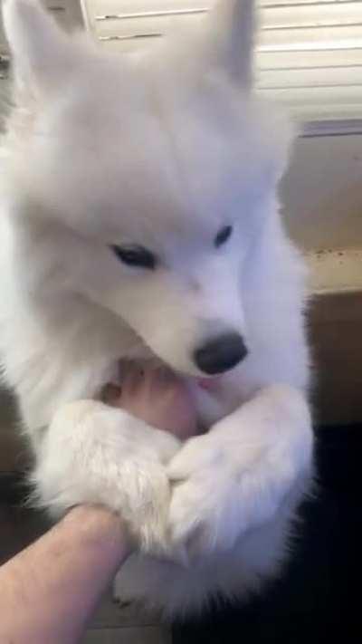 I can do this all day - Captain Floof