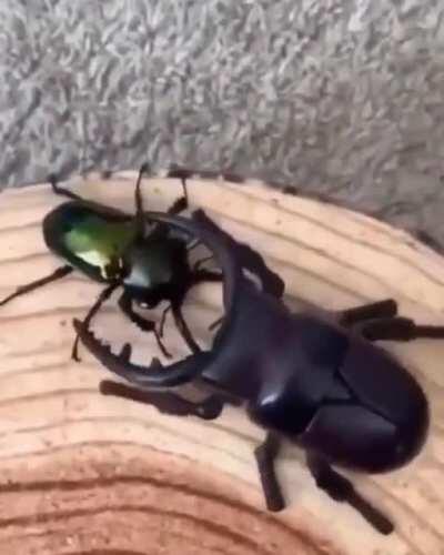 Kabuto, the doppelgänger wrecker