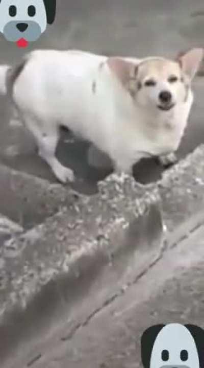 CACHORRO REBAXADO TA BRABO!