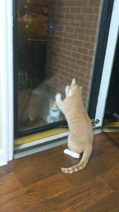 He does this every time he sees the neighborhood stray.