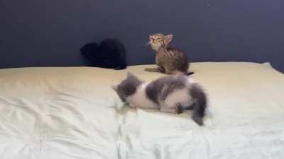 Gang Activity Reported on the Futon