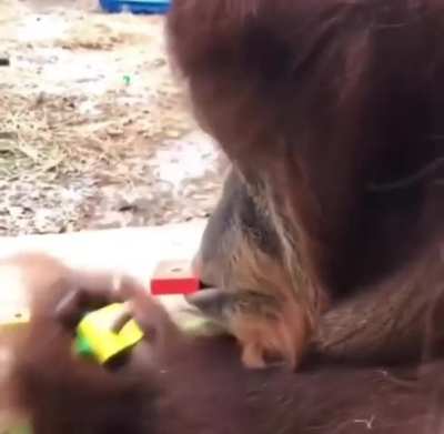 Orangutans are master tool users with incredible intelligence and social skills