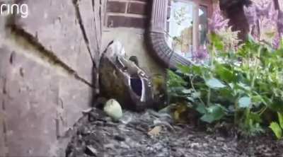 A Duck Laid Eggs Near My House and They Hatched