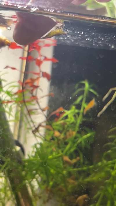 HELLPPP! SHRIMP ATTACK 😦