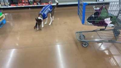 Gemini has a little too much fun with retrievals. He’s still a good boy!