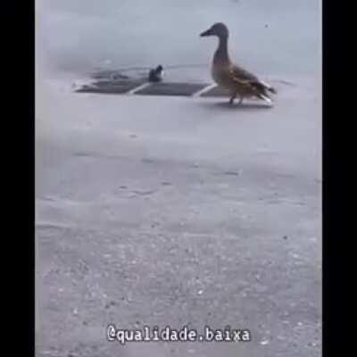 Patitos