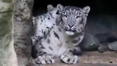 Snow Leopards are such solitary creatures that they only interact with other leopards during the breeding season. Snow leopard cubs will stay with their mothers for at least 18 months, but they may never meet again once they split up and start wandering t