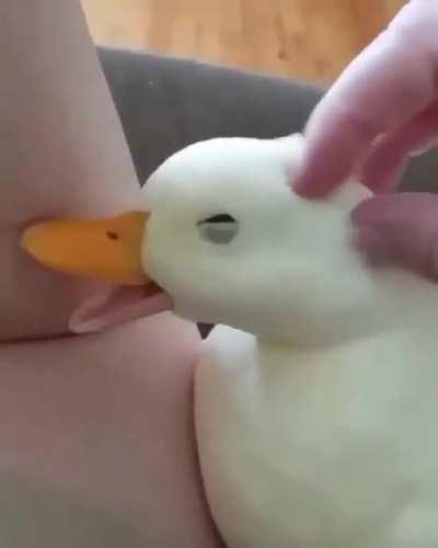This duck makes me smile every time