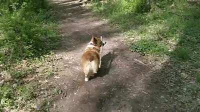 Lumber is expensive these days, every stick helps