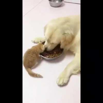 Adopt a new kitten at the same time the family already has a dog