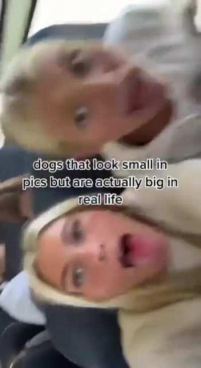 does anyone knows their username?