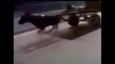 may i present my creation