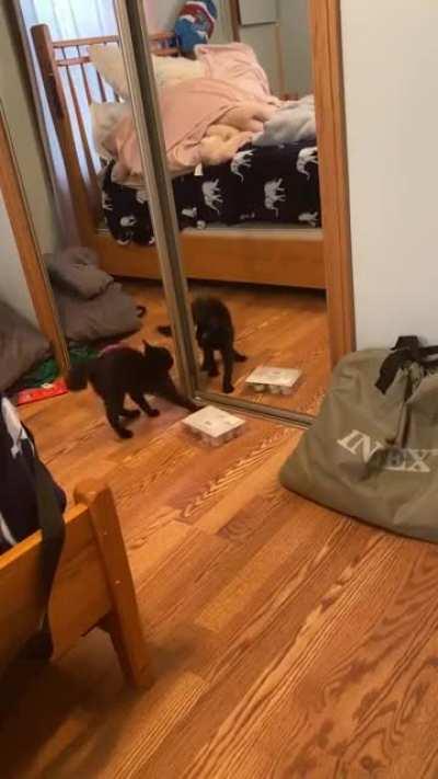 Fighting his reflection