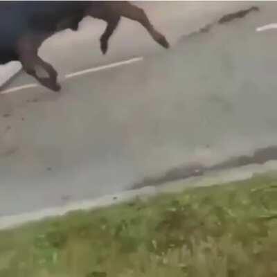 Bull goes crazy at 👮‍♂️