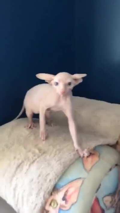“Gremlin Sphynx” cat startled when woken from a deep sleep... 😡