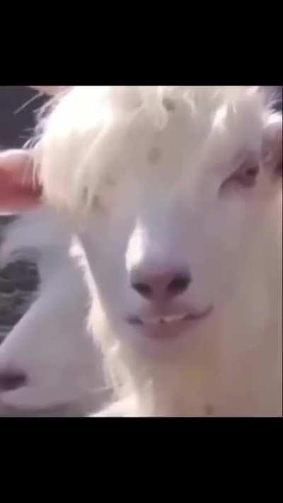 Blursed_Goat