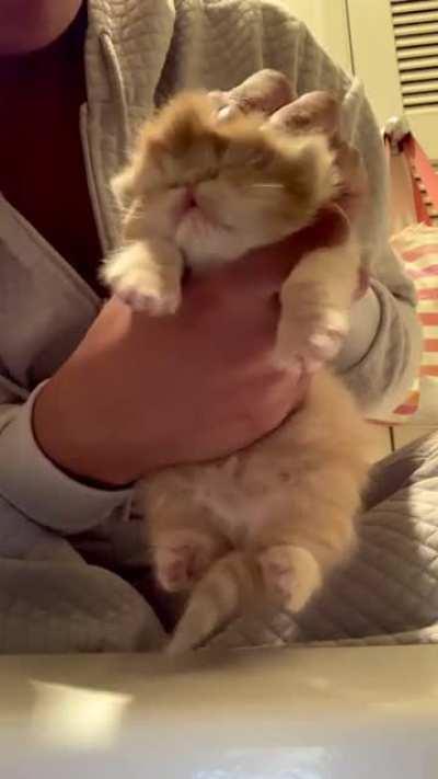 So much cuteness I just had to apprehend this illegally smol fluff ball!