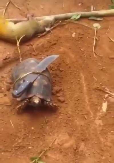 Medo de sair de casa e trombar com essa tartaruga