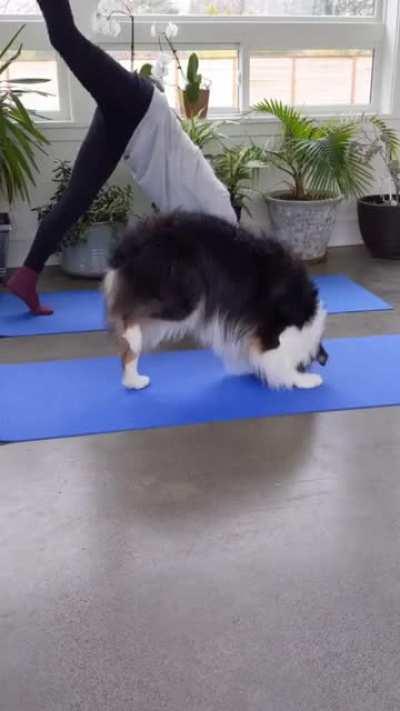 This dog doing yoga