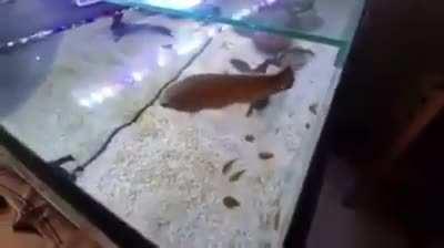 What's the point, Mussolini won't listen to me