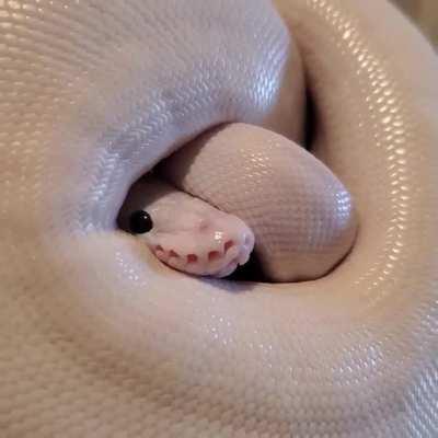 My poor cute little man. Upset and in a ball because he got medical treatment 🥺