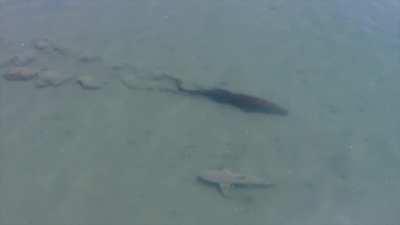 A saltwater crocodile and a bull shark passing by each other in the shallow tidal flats of Arnhem Land, Australia