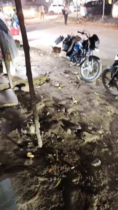 He meets me every evening , runs around and climbs up on me. I've named him zoomie 