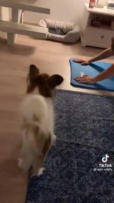 Dog copies guy doing yoga!
