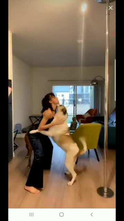 Dog helps with a boob slip on TikTok Live