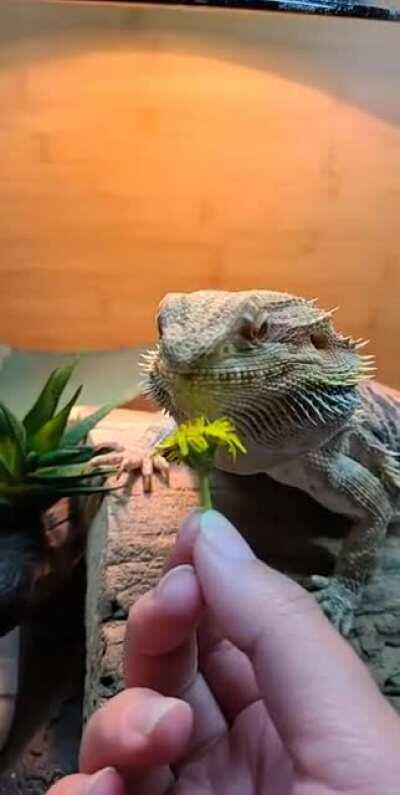 Warm weather = free beardie food in the backyard (washed, of course, and we don't treat our yard with chemicals). Happy Easter!