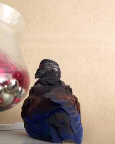 Kippie doing his strut