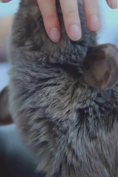 All the kithes for you ❤️