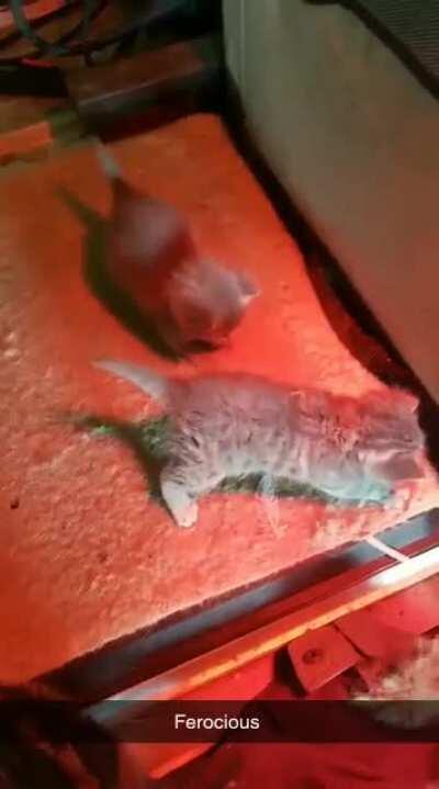 Hitcat still learning his footing