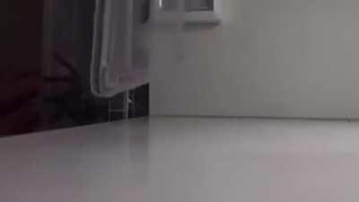 Trying to capture a spider.