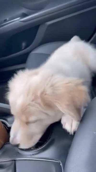 Say Hello to This Little Rascalroo!