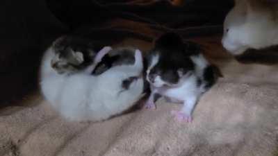 Having been tasked with supervision of the illegally smuggled illegally smol Squalls while Mama Storm had dinner, of course I supervised attentively. They were most upset at the timing of dinner, but Mama insisted! The background noise is little Delenn ma