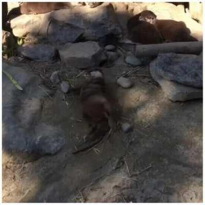 Portland Otter. Africa Wiggles.