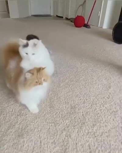 Theory of jumping cats.