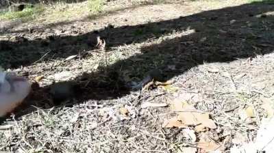 Crawdads gets walkover by 2 Girls in the Nature