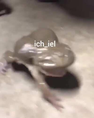 ich🐸iel
