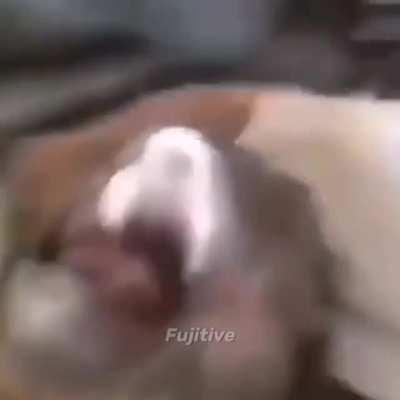 Twomad alternate universes