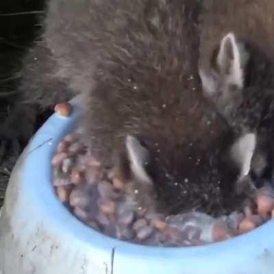 Feasting in Pawnee, Indiana