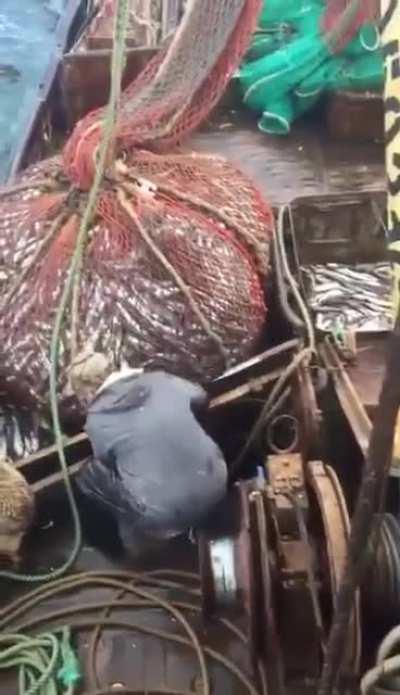 Look at me. I am the captian now.