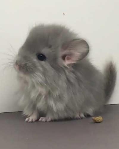 A baby Chinchilla