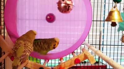 Just a budgie on a hamster wheel.