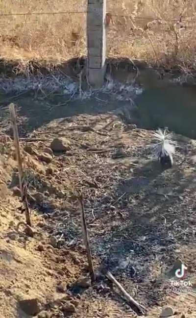Skunk shows his gratitude after being rescued by farmers