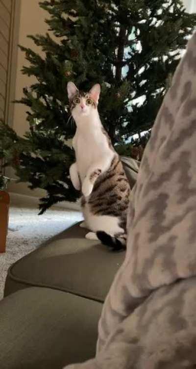 Always on full alert for the greebles